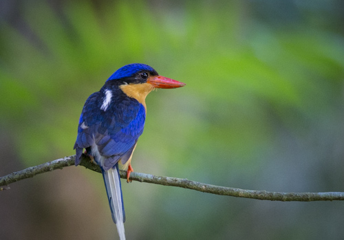 tropical queensland photo tour example 